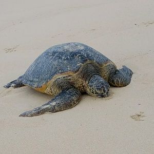 Meet your Posher, Jeanette